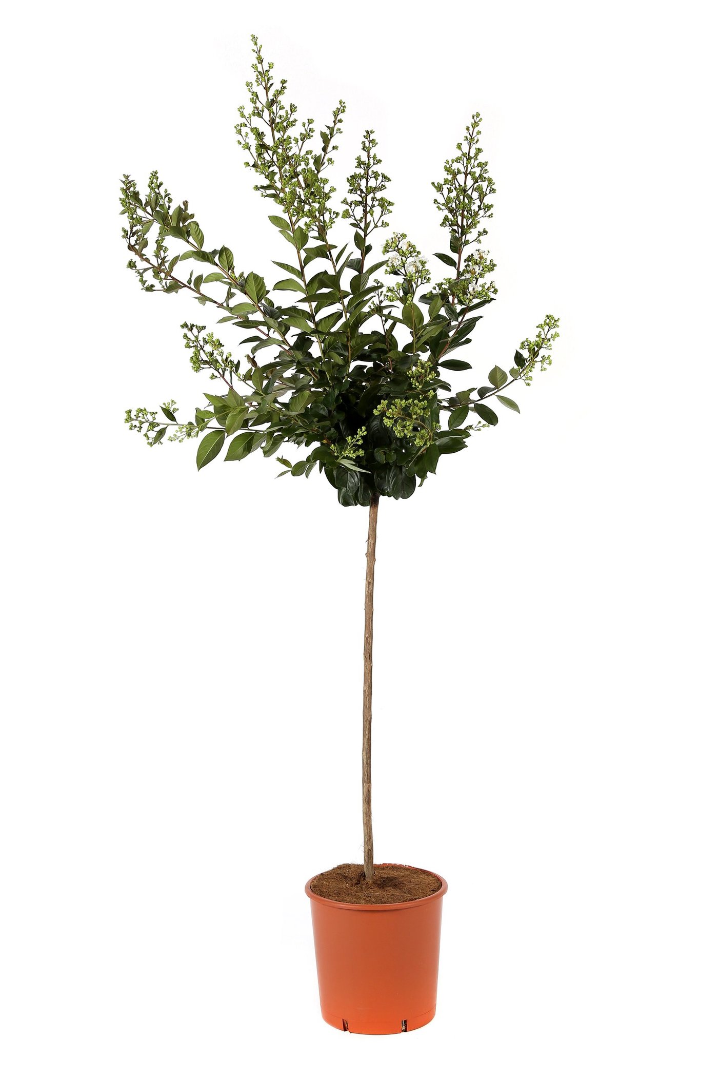 Schacht 1Weiss905 - Vernice bianca per alberi da frutto, 5 kg